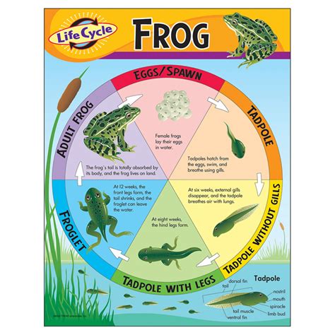 Frog Life Cycle Learn About Nature Life Cycle Of Frog Drawing - Life Cycle Of Frog Drawing