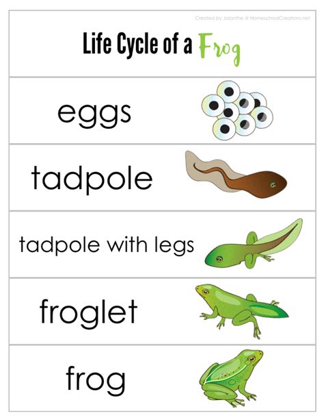 Frog Life Cycle Printables Kindergarten Mom Frogs Kindergarten - Frogs Kindergarten