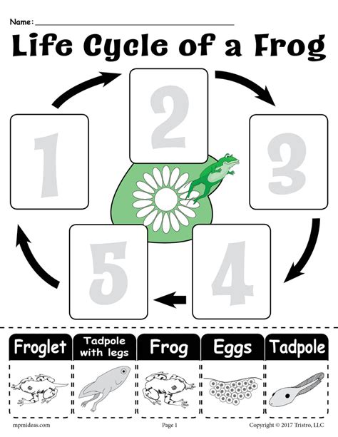 Frog Life Cycle Worksheets 8211 Theworksheets Com 8211 Frog Worksheet 1st Grade - Frog Worksheet 1st Grade