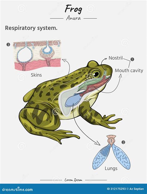 Frog Respiratory System Image