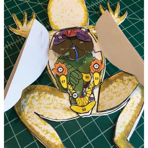 frog scienstructable 3d dissection model