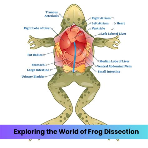 Read Online Frog Dissection Questions And Answers Sublad 