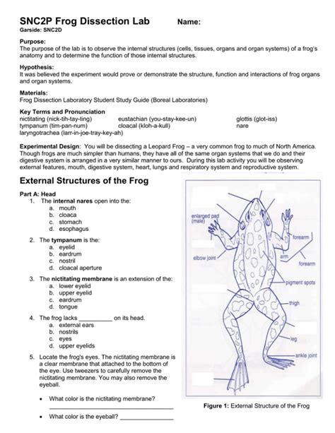 Read Frog Dissection Study Guide Answers 