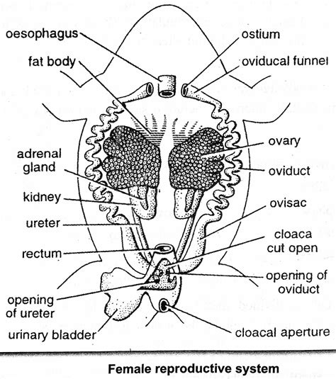 Read Online Frog Reproductive System Diagram Answers 