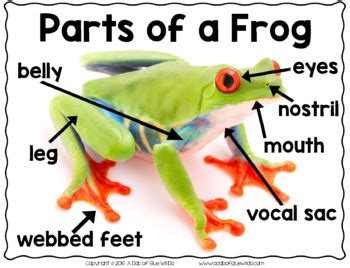 Frogs An Animal Study A Dab Of Glue Frog Science Activities - Frog Science Activities