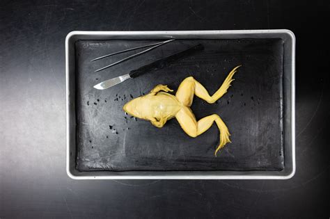 Frogs Science Debate Frog Science Experiments - Frog Science Experiments