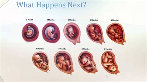 from conception to birth a life unfolds