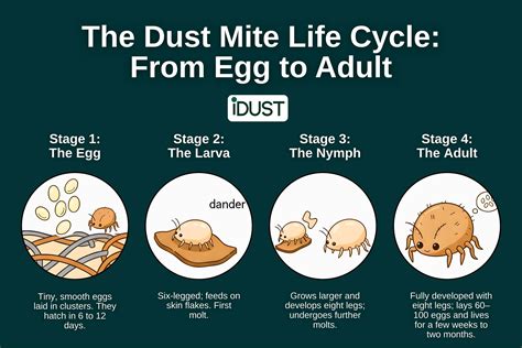 from dust to life