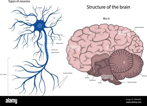 From Neuron To Brain 4th Edition