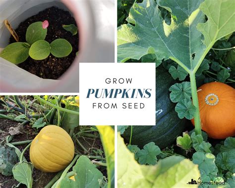 From Seed To Pumpkin Lets Read And Find Out Science 1