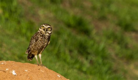 From Texas To Tennessee Burrowing Owl Makes Odd Owl Dot To Dot - Owl Dot To Dot