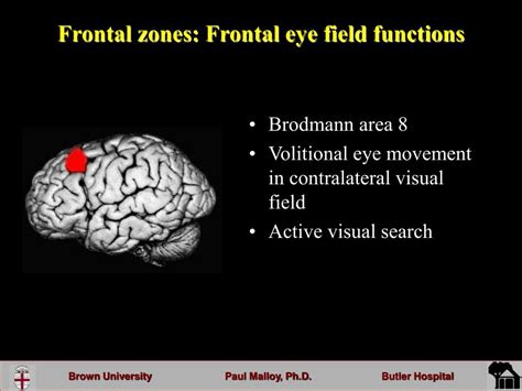 Frontal Eye Field