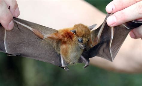 Fruit Bat Today