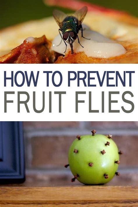 Fruit Flies Could Help Scientists Stop The Growth Fruit Science - Fruit Science