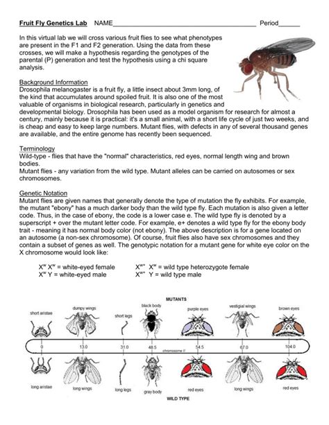 Fruit Fly Genetics Virtual Lab Answers