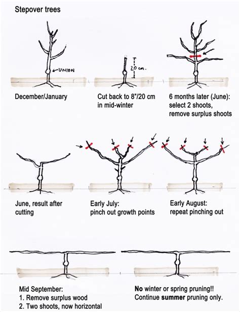 Fruit Trees Training And Pruning Deciduous Trees
