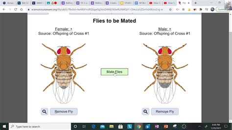 Full Download Fruit Fly Lab Answers 