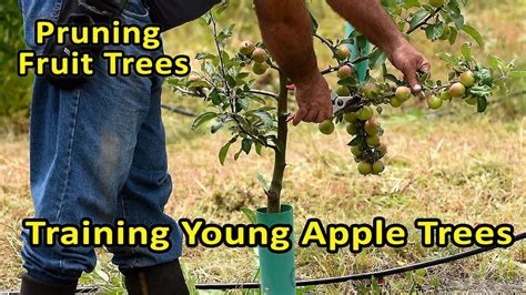 Full Download Fruit Trees Training And Pruning Deciduous Trees 