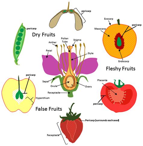 Fruits Flowers And Seeds Biology Online Tutorial Monocot Or Dicot Worksheet Answers - Monocot Or Dicot Worksheet Answers