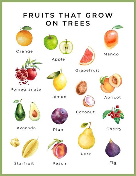 Fruits Grow On Trees Mini Episode From Hip Food That Grows On Trees Preschool - Food That Grows On Trees Preschool