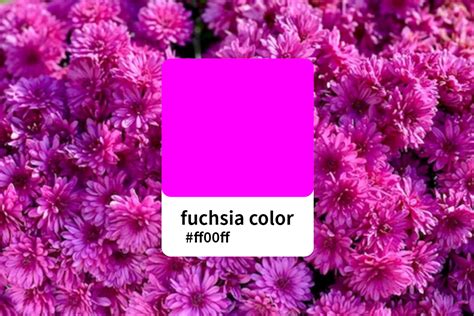 fuchsia color
