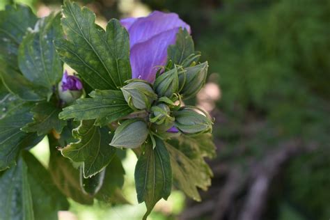 fuchsia tappar knoppar