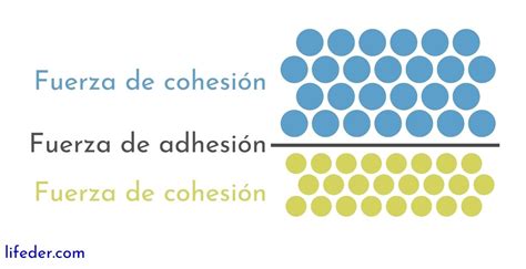 Fuerza De Cohesion