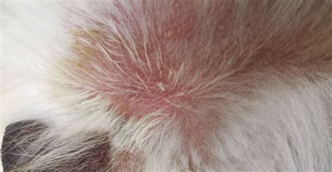 fukteksem hund tassar