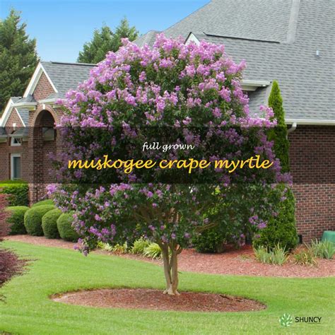full grown crape myrtle