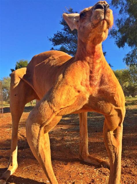 Full Grown Kangaroo