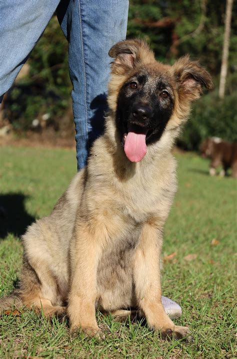 full long coat female German shepherd dog lover and cute baby 🐥🐥 …