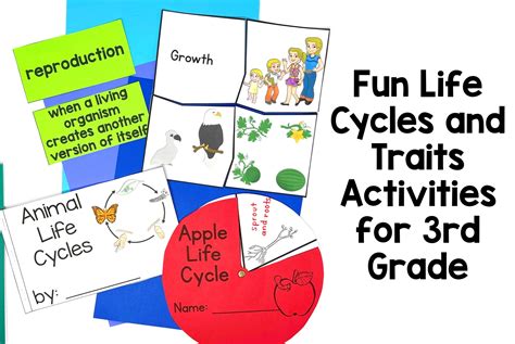 Fun 3rd Grade Life Cycles And Traits Activities Animal Life Cycle 3rd Grade - Animal Life Cycle 3rd Grade