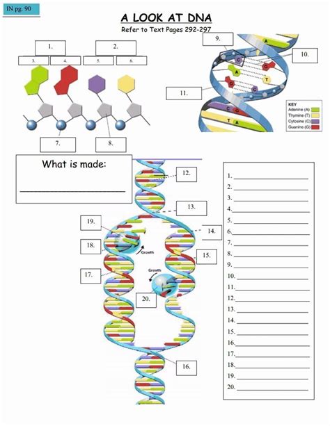 Fun Coloring Activity With Dna The Molecule Of Dna Structure Coloring Answer Key - Dna Structure Coloring Answer Key
