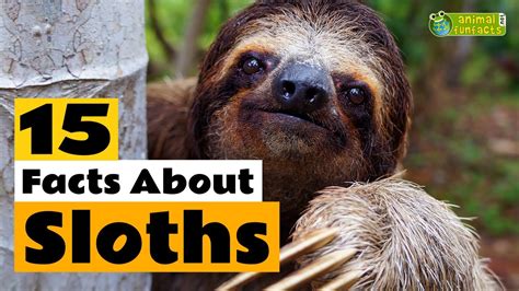 fun facts about sloths