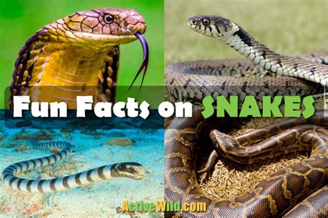 Fun Facts About Snakes