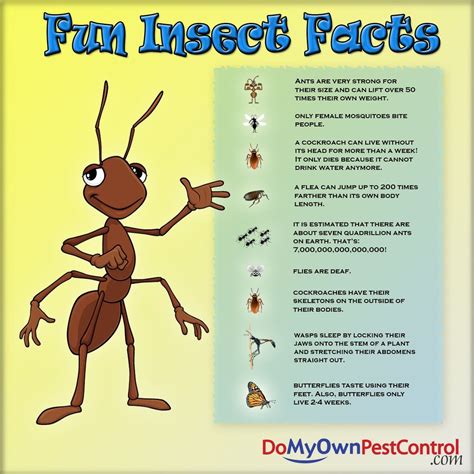 Fun Insects Facts For Kids All You Need Insect Body Parts For Kids - Insect Body Parts For Kids
