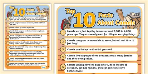 fun learning facts about camels illustrated fun learning for kids ninja kids volume 1