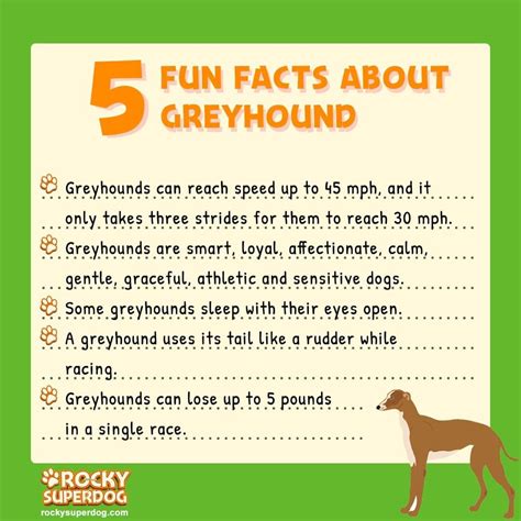 fun learning facts about greyhounds illustrated fun learning for kids ninja kids volume 1