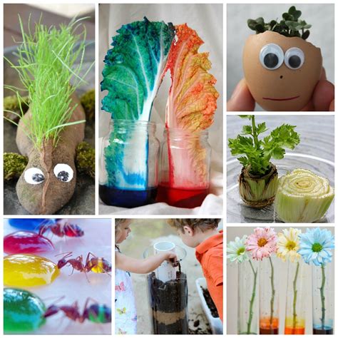 Fun Plant Science Experiments For Kids Mombrite Plant Science Experiments - Plant Science Experiments