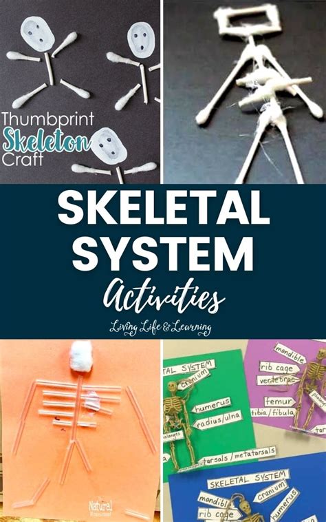 Fun Skeletal System Activities Living Life And Learning Skeleton Activity For Kindergarten - Skeleton Activity For Kindergarten
