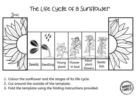 Fun Sunflower Life Cycle Activity For Kids Affordable Sunflower Life Cycle Worksheet - Sunflower Life Cycle Worksheet