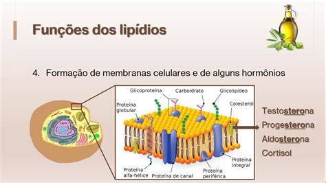 Funcao Dos Lipidios
