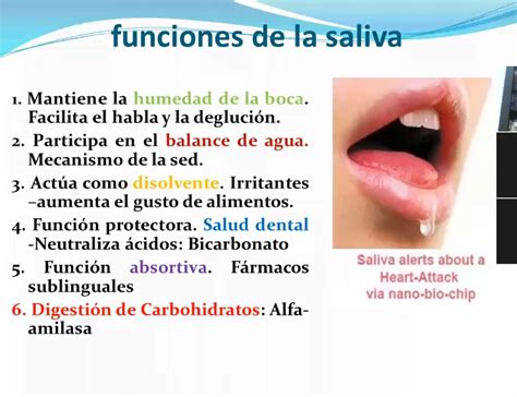 Función De La Saliva