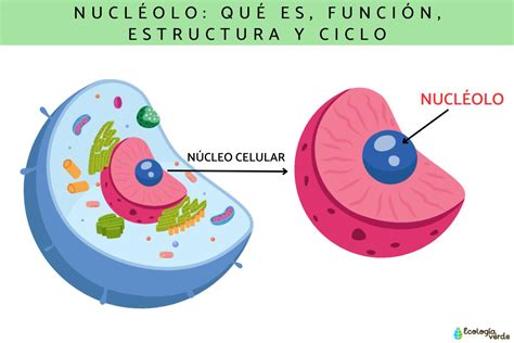 Función De Nucleolo