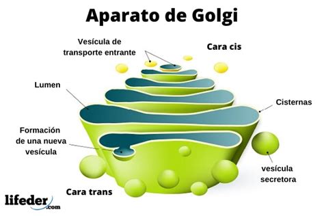 Funcion Aparato De Golgi