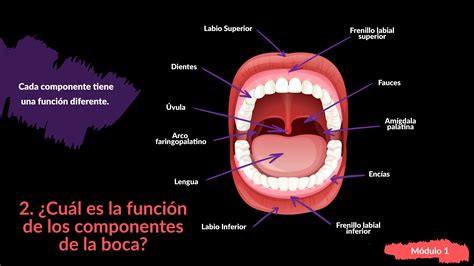 Funcion De La Boca En El Sistema Digestivo