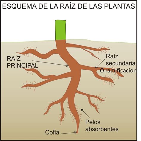 Funcion De La Raiz