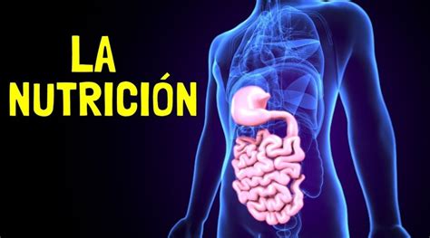 Funcion De Nutricion