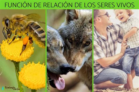 Funcion De Relacion