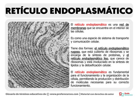 Funcion De Reticulo Endoplasmatico